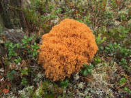 Ramaria magnipes cfr