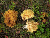 Ramaria flavescens