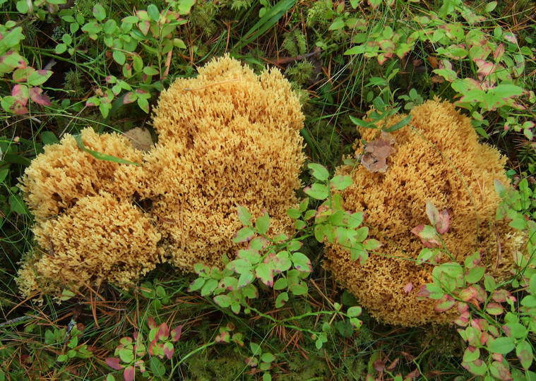 Ramaria safraniolens