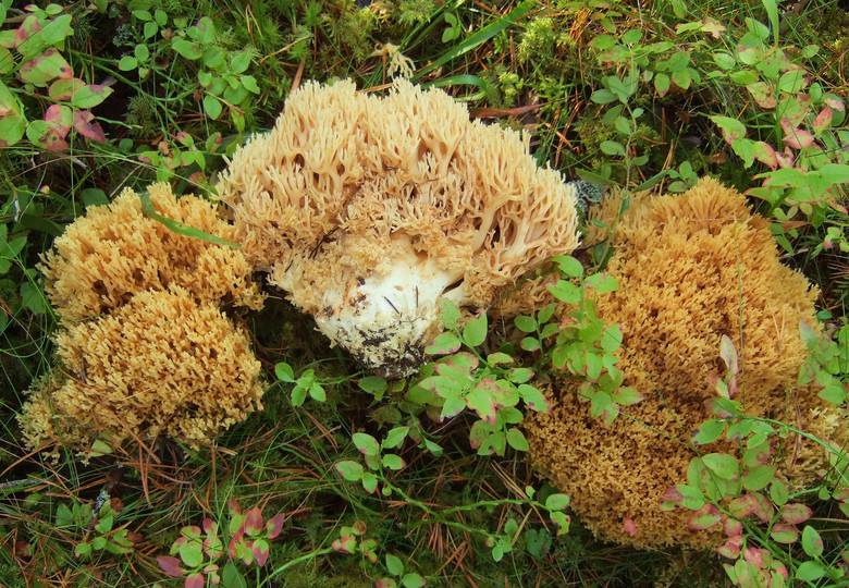 Ramaria safraniolens