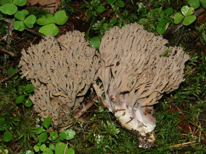 Ramaria fennica s.str.