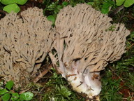 Ramaria fennica s.str.