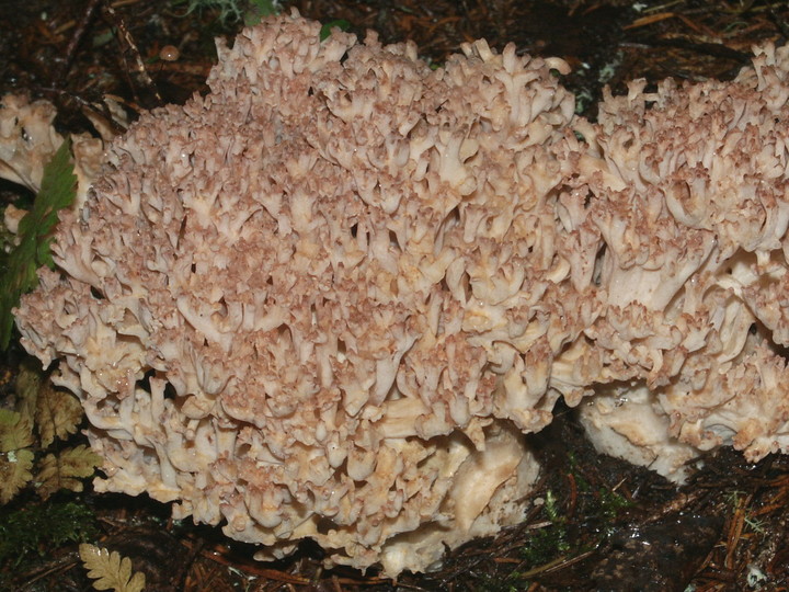 Ramaria botrytis