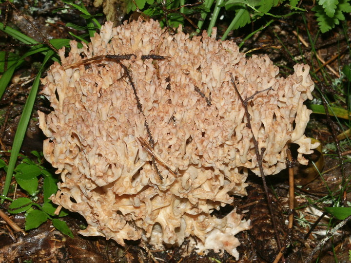 Ramaria botrytis