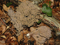 Ramaria fumigata