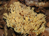 Ramaria flavobrunnescens