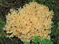 Ramaria largentii