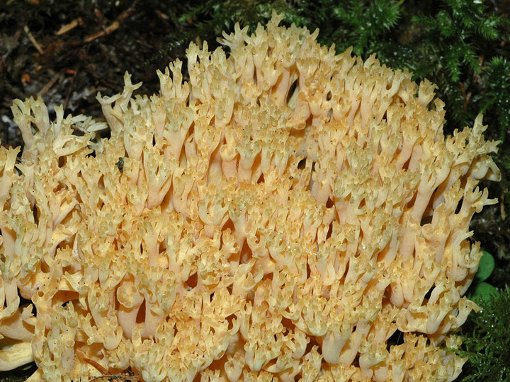 Ramaria largentii