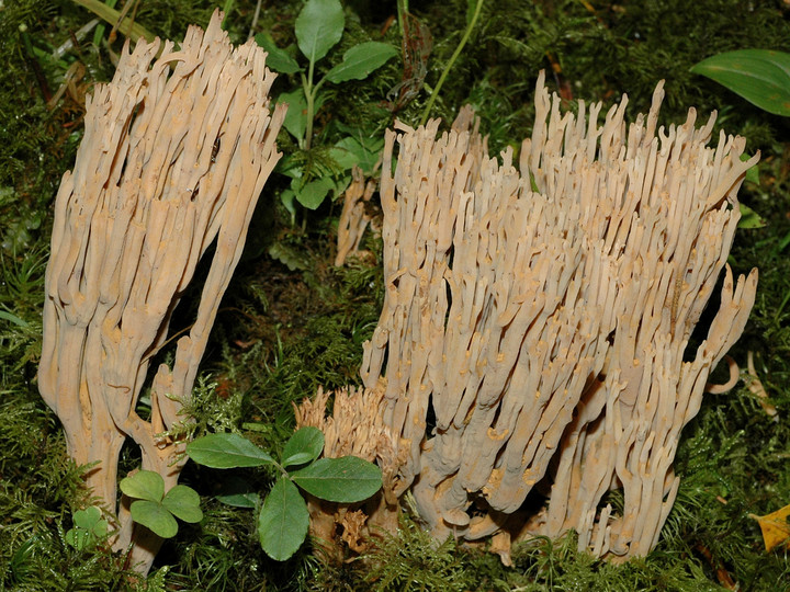 Ramaria spinulosa