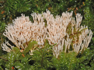 Ramaria gracilis