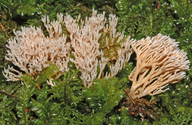Ramaria gracilis