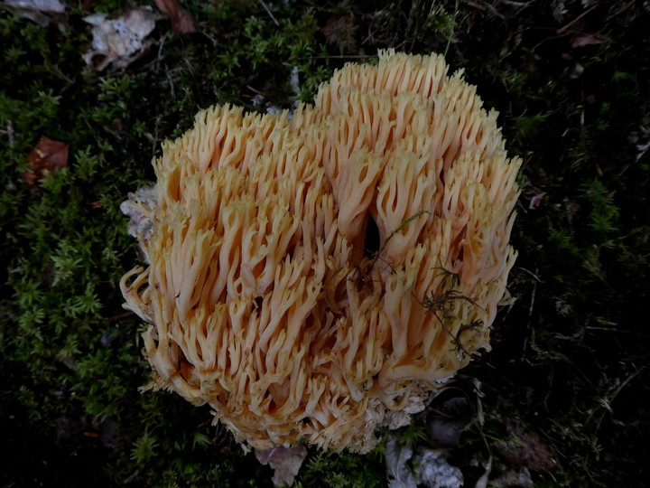 Ramaria flava s.l.