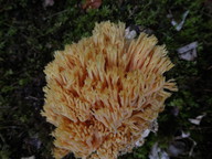 Ramaria flava s.l.