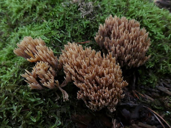 Ramaria sp. (5)