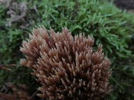 Ramaria sp. (5)