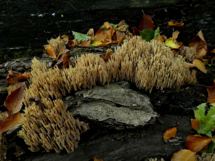 Ramaria stricta