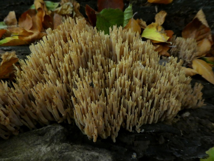 Ramaria stricta