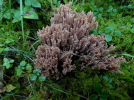 Ramaria karstenii