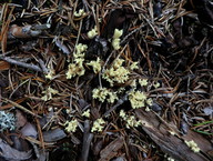 Ramaria apiculata