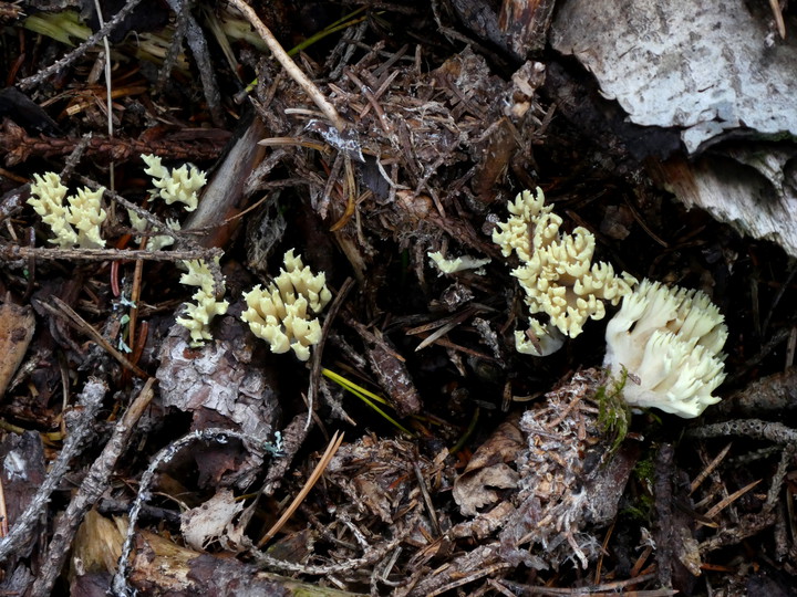 Ramaria apiculata