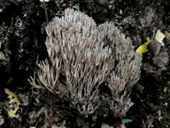 Ramaria apiculata