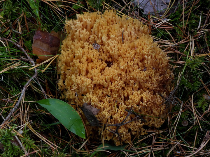 Ramaria sp. (4)