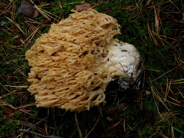 Ramaria sp. (4)