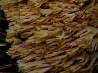 Ramaria sp. (4)