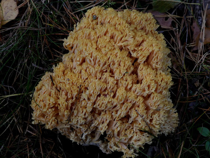 Ramaria flavescens