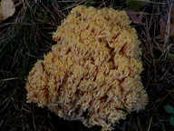 Ramaria flavescens