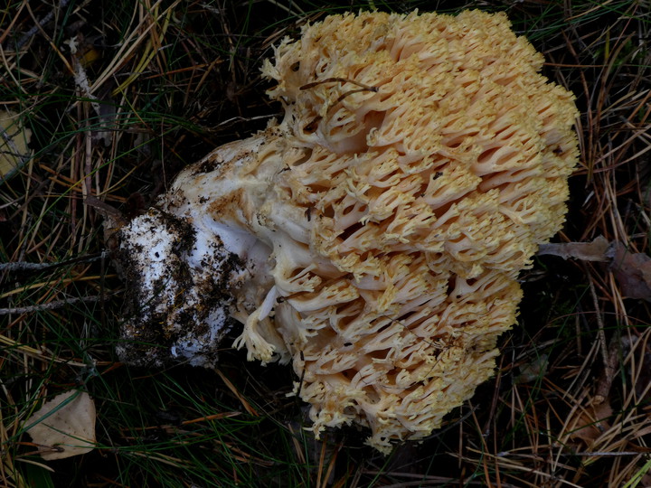 Ramaria flavescens