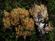 Ramaria sp. (3)