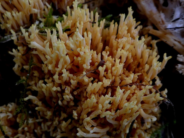 Ramaria sp. (3)