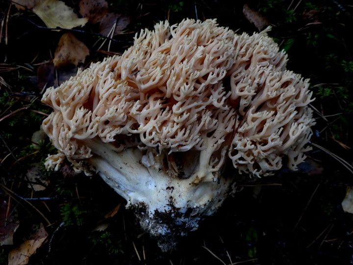 Ramaria sp. (2)