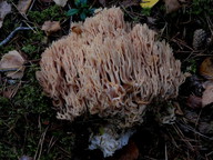 Ramaria sp. (2)