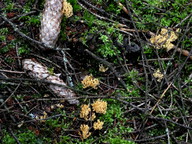 Ramaria eumorpha