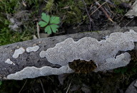 Datronia mollis