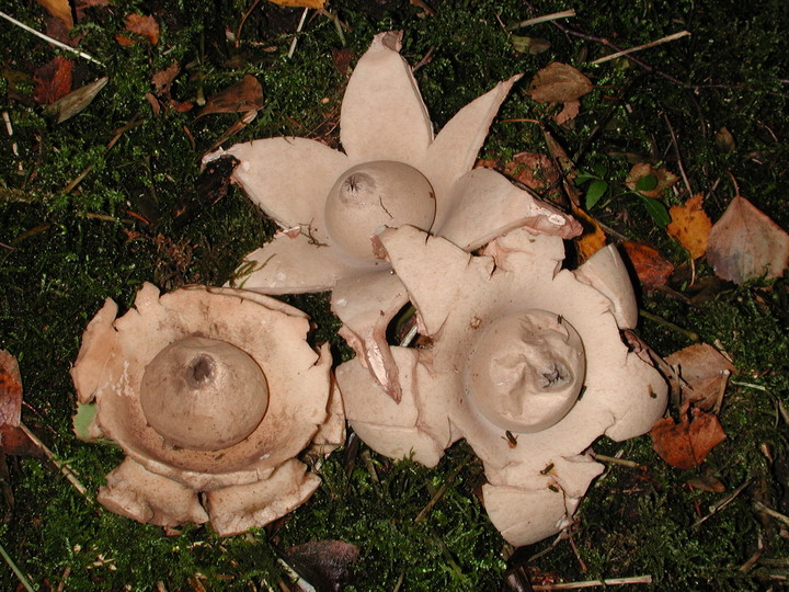 Geastrum michelianum