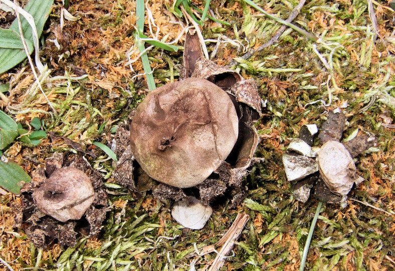 Geastrum pseudolimbatum