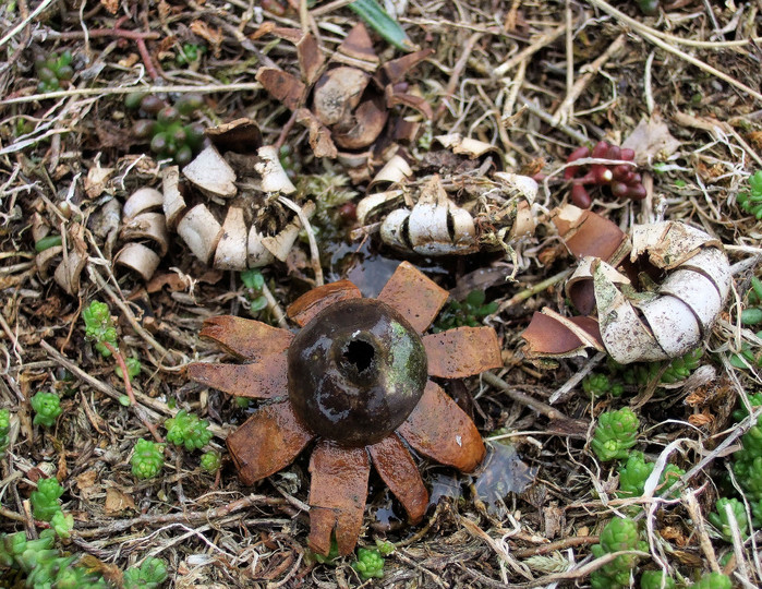 Geastrum corollinum