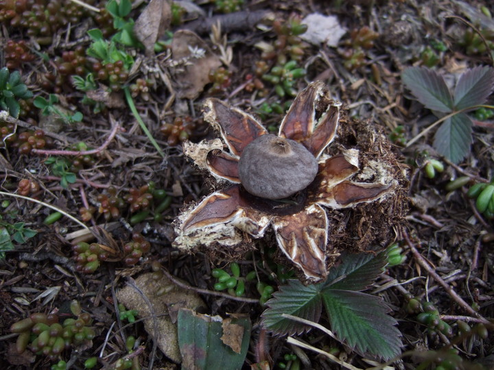 Geastrum coronatum