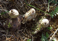 Geastrum schmidelii