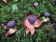 Geastrum pectinatum