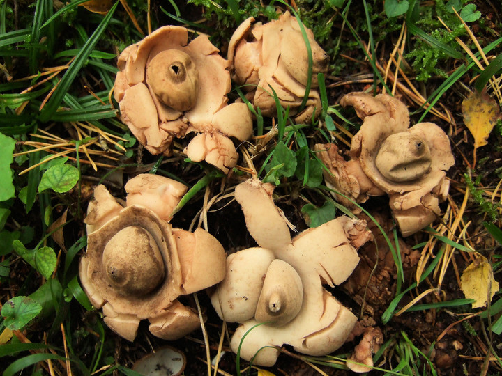 Geastrum michelianum