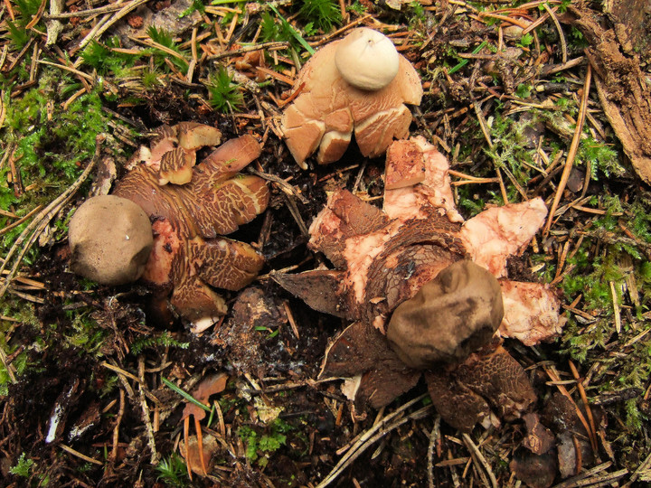 Geastrum rufescens