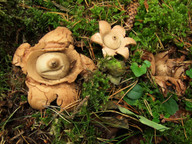 Geastrum michelianum