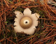 Geastrum saccatum