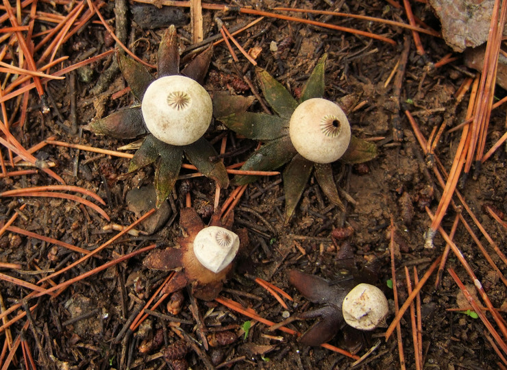 Geastrum campestre