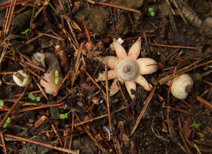 Geastrum campestre