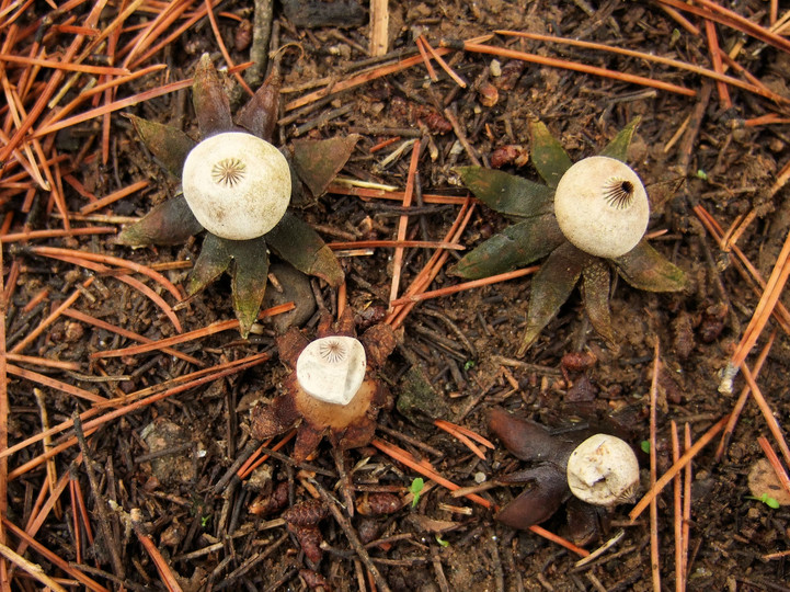 Geastrum campestre